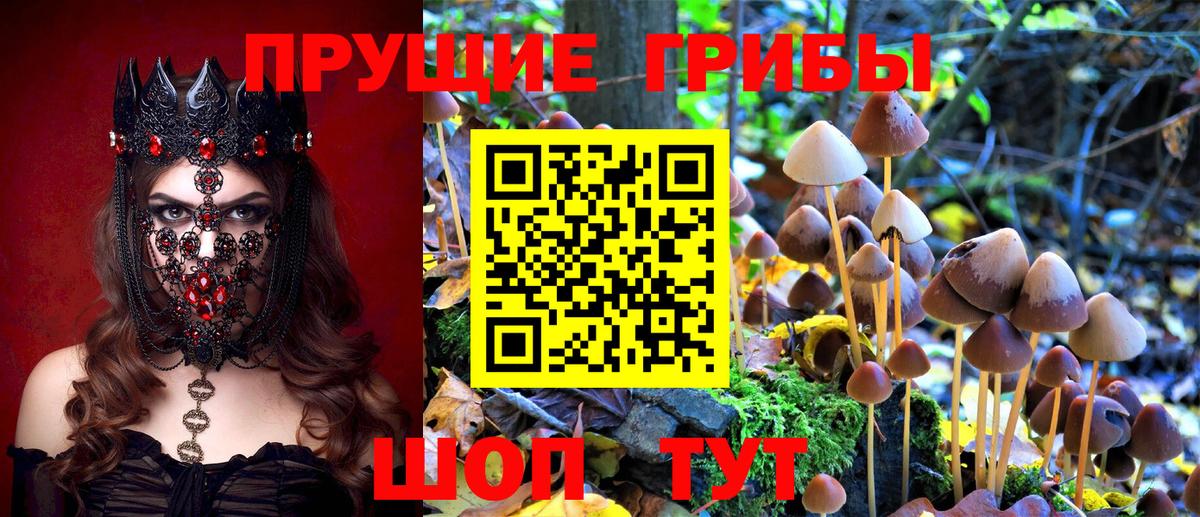Галлюциногенные грибы Psilocybe  Вход с VPN  Гусиноозёрск 